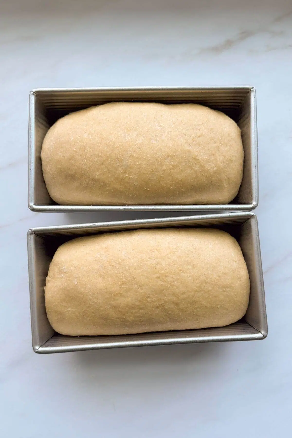 Two risen loaves of honey whole wheat bread dough in bread pans.