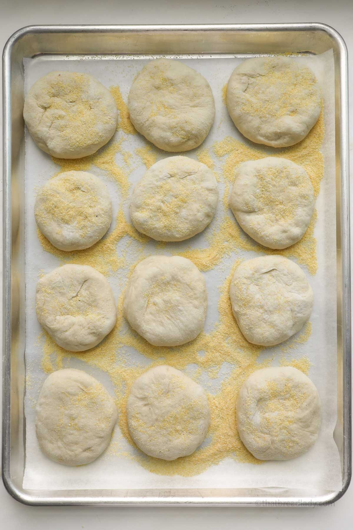 A baking sheet pan, lined with parchment paper, and coated with cornmeal. Twelve flattened and round pieces of dough are on the baking sheet, with cornmeal on top of each piece.